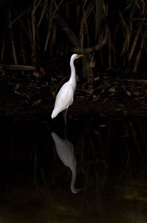 Egret Reflection Kakadu
